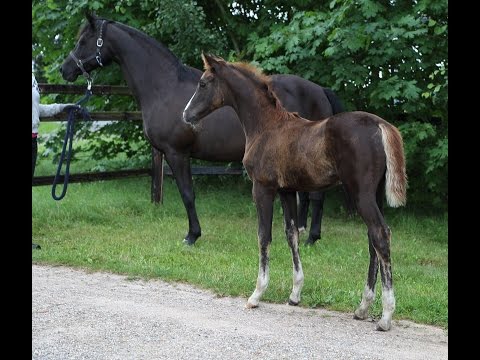 Oldenburger Stutfohlen von Borsalino / Hohenstein August 2016