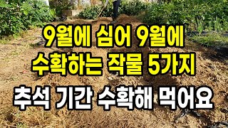 9월에 심어 9월에 수확하는 작물 5가지 추석 때 수확해 드세요