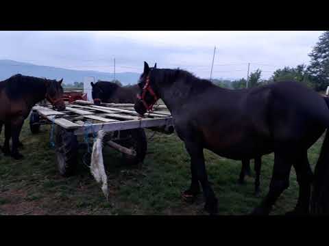 Caii lu Călitu de la Lunca Marcusului