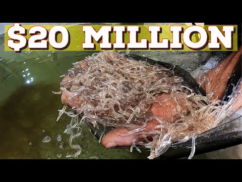 Glass Eels + Elvers: Maine's Lucrative $20 Million fish: ウナギ