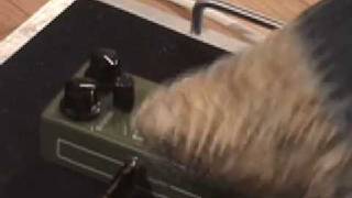 Video thumbnail for Maxon d&s vintage distortion pedal demo with Strat and Dr Z Maz 18 AMP by gearmanndude