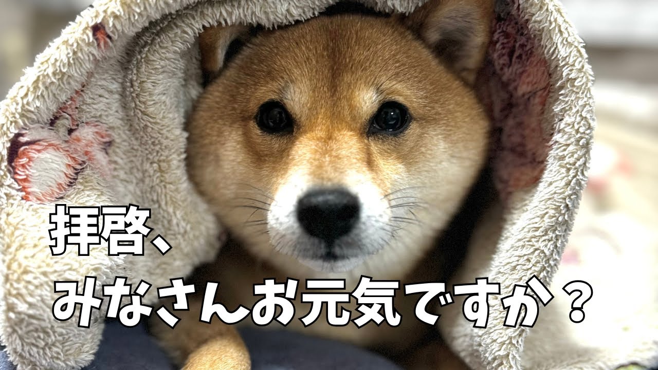 拝啓、みなさんお元気でしょうか？豆柴ころくんです。