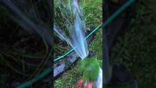 Green cheek conure
