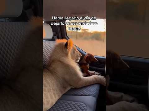 Rescaté a Este Pequeño León y Esto Pasó