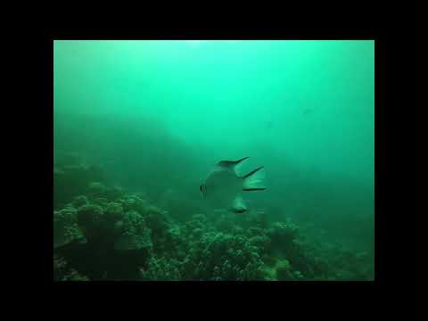 Video thumbnail — Green Sea Turtle Diving Eating SeaJelly Jellyfish