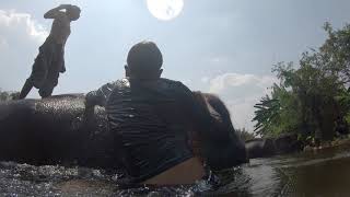 Des éléphants et des hommes