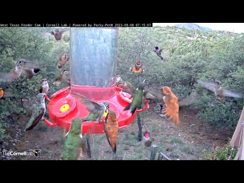 Nonstop Hummingbird Hysteria In West Texas – Aug. 8, 2023