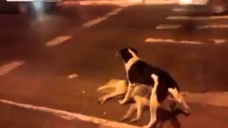 Dog Tries to Wake Up Dead Buddy