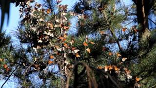 preview picture of video 'The Migration of Monarch Butterflies, Pacific Grove, CA'