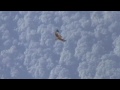 Stăpânii cerului – cele mai mari zburătoare de pradă