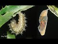 Caterpillar To Butterfly Transformation - Painted Lady Butterfly Life Cycle (Time-Lapse) - 🐛to🦋