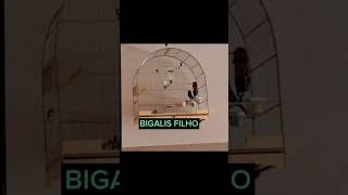 BIGALIS FILHO, Saindo da mudinha.
