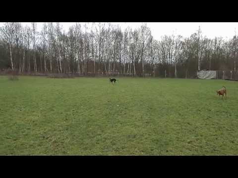 P1040032 - Arny, Kikami, Bandido und Paco am 04.01.2014 im Auslauf