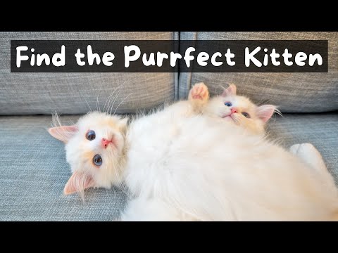 How to Buy a Ragdoll Kitten from a Reputable Breeder (6 Step Process) | The Cat Butler
