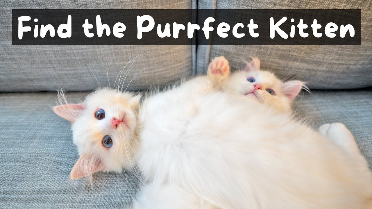 Ragdoll kitten socialization and home raising — what reputable breeders do — AquaMarine Kittens