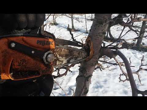 Aland island cutting season 2018/19/apple trees/cleaning trees for cancer