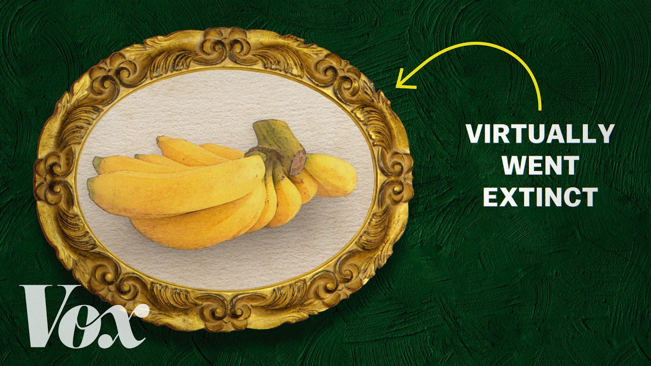 The banana is under threat