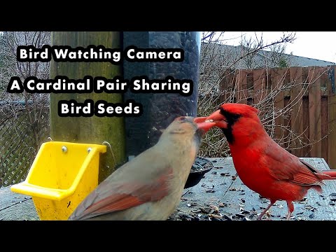 How Cardinals Show Affection at The Feeders - Bird Watching Camera