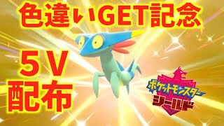 【ドラメシヤ配布】５Vようきドラメシヤ配布会！ポケモンソード、シールド