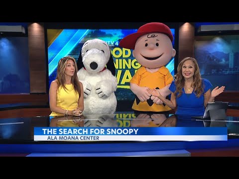 The Search for Snoopy in Hawaii!
