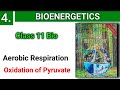 Oxidation of Pyruvate | Aerobic respiration | Bioenergetics class 11