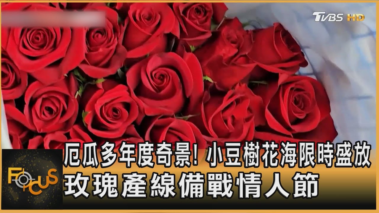 厄瓜多年度奇景!小豆樹花海限時盛放 玫瑰產線備戰情人節