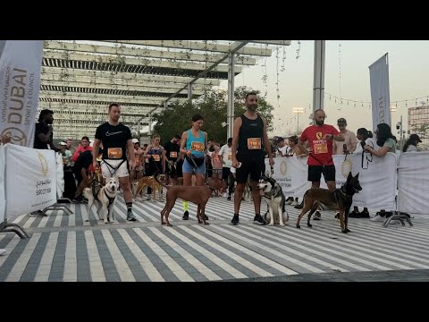 Video Thumbnail: Dogs and owners take on obstacle course in Dubai | AFP