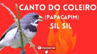 Canto do Coleiro papacapim Sil Sil