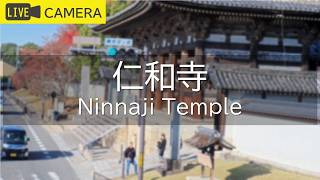 Kyoto Ninnaji Temple live stream