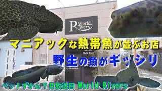 ペットずかん 6月放送回　World Rivers-ワールドリバース-