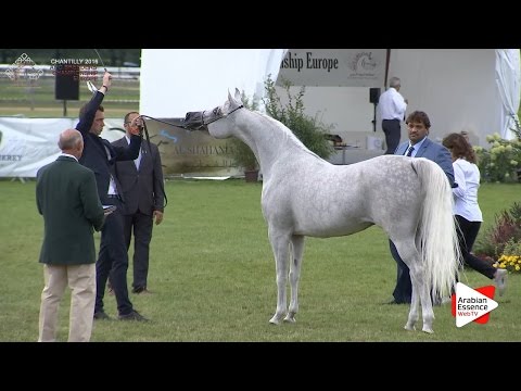 3rd - N.47 AL INAYA - Chantilly 2016 ABCE - Mares 7+ years old (Class 5)