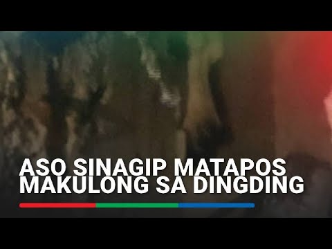 Aso sinagip matapos makulong sa dingding ABS-CBN News