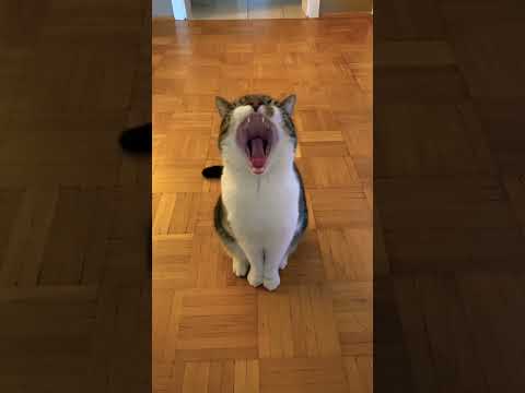 Es ist angerichtet miau miau 😺