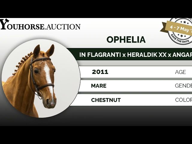 Ophelia indoor show jump-off