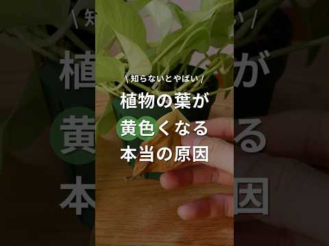 メキシコオレンジの木が枯れるのはなぜですか?枯れかけた植物の葉が黄色くなる 4 つの一般的な原因  庭園