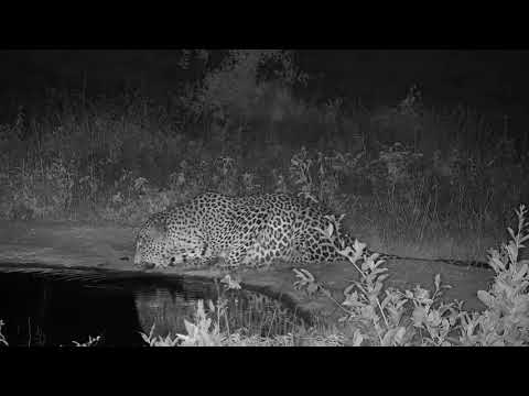 Djuma: Leopard-Tingana male drinks at the pan then quietly walks off - 04:07 - 12/11/20