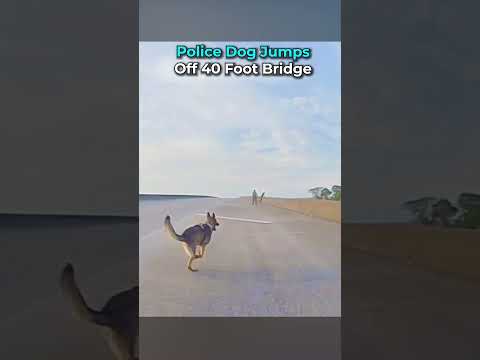 Police Dog Jumps Off 40 Foot Bridge  #bodycam #cops #police