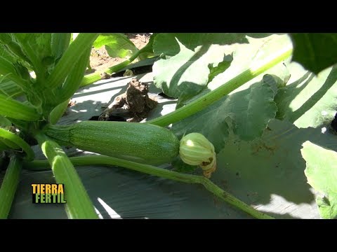 download lagu mp3 mp4 Calabaza Rocio Precio, download lagu Calabaza Rocio Precio gratis, unduh video klip Calabaza Rocio Precio