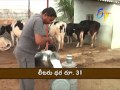 Success story of Dairy Farming : Warangal farmer's experience.