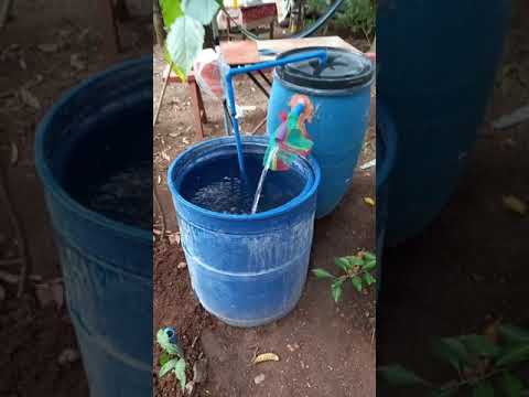 DIY Fish Tank for Red Tilapia