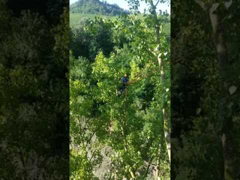 Striscia i loro tipi e quadri Che fare se a parassiti di gatto su lana