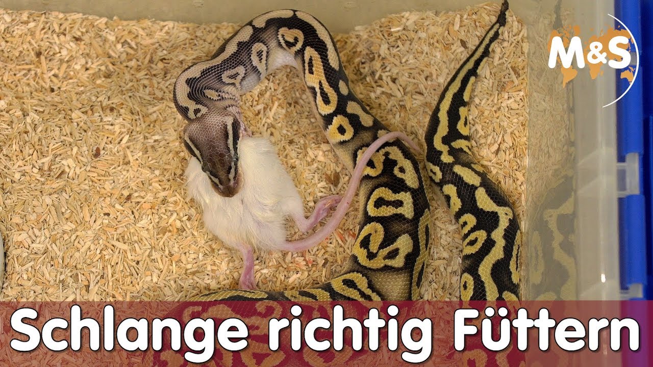 Schlange-richtig-F-ttern