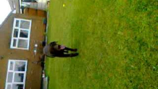 charlie in the garden