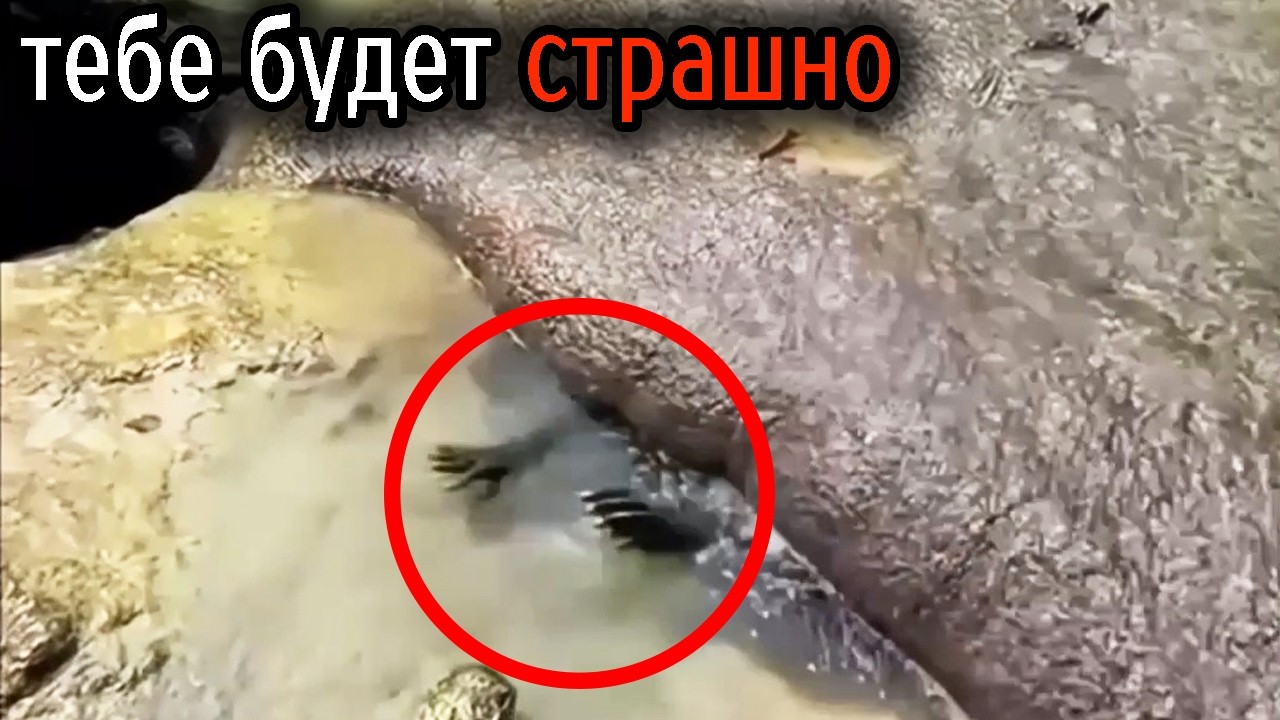 Самые Ужасные Видео со Всего Мира #133