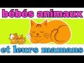 Bébés Animaux et Leurs Mamans| Sons et bruits des animaux| les animaux et leurs petits en français