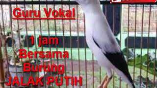 Download lagu 1 Jam Masteran Burung Jalak Putih Terbaik. mp3