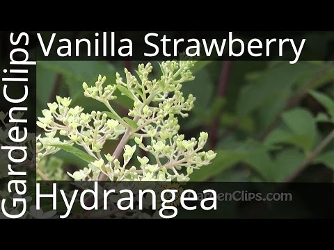 Vanilla Strawberry Hydrangea - Hydrangea Paniculata - Renhy