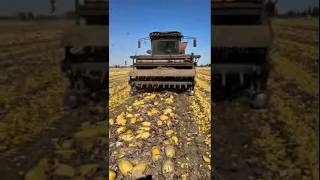 Download lagu The Craziest Melon Harvest Ever! πππ₯ #Shorts mp3 Download lagu The Craziest Melon Harvest Ever! πππ₯ #Shorts mp3