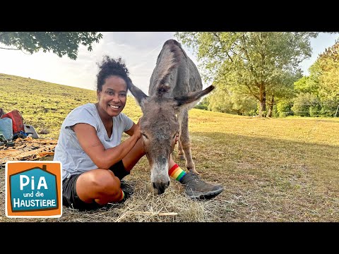 Ein Tag mit Lotta und Esel Jonny | Information für Kinder | Pia und die Haustiere | Spezial