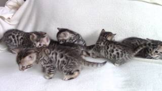 BABY BENGAL KITTENS!